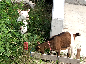 生活環境の保全と美化に