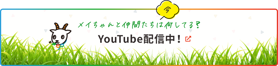 メイちゃんと仲間たちは今何してる？YouTube配信中！