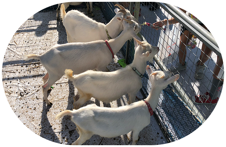 春日井まつりの飼育体験ブースは子供たちに大人気。